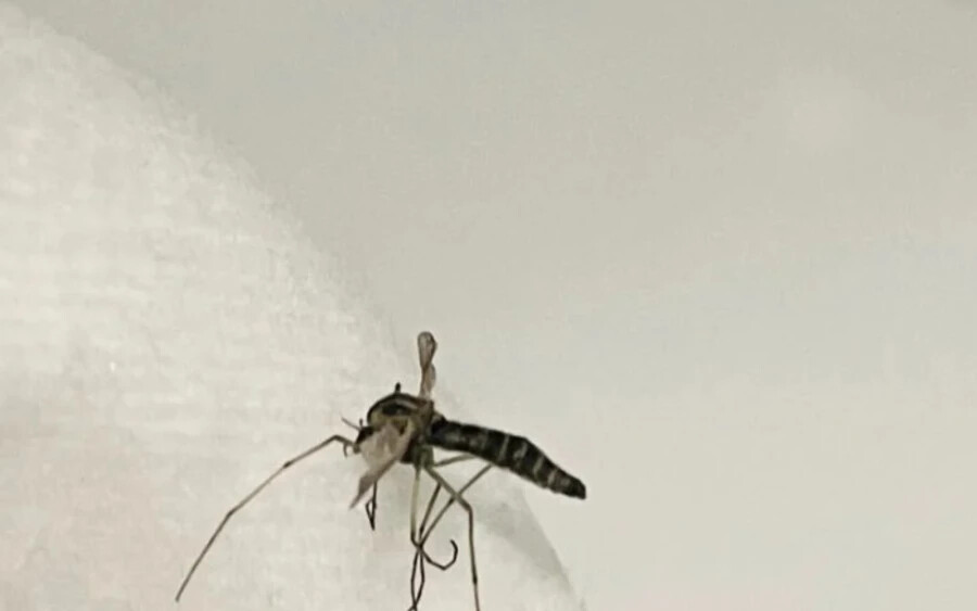 Ennek a szúnyognak a populációi Európa-szerte elterjedtek, tavaly Pozsony, Besztercebánya és Eperjes környékén igazolták az előfordulását. Korábbi kutatások szerint temetői vázákba, szökőkutakba, vizes hordókba rakja le a petéit. Tűrőképessége és a terjedési sebessége arra utal, hogy az egyik leggyorsabban terjedő faj Európában – számolt be az UVLF.